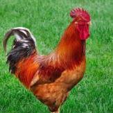 Big Red Rooster