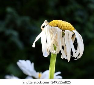 closeup-wilted-daisy-flower-drooping-260nw-2495156825.jpg