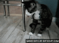 image.gif