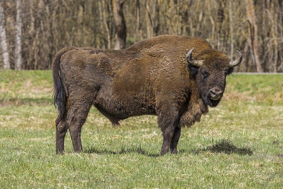 European_bison_(Bison_bonasus)_male_Białowieza.jpg